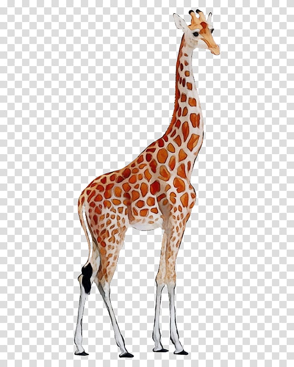 Watercolor Animal, Paint, Wet Ink, Northern Giraffe, South African Giraffe, Computer Icons, West African Giraffe, transparent background PNG clipart