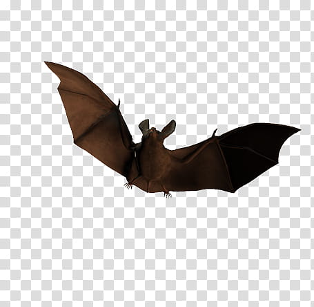 The Bats, black bat transparent background PNG clipart