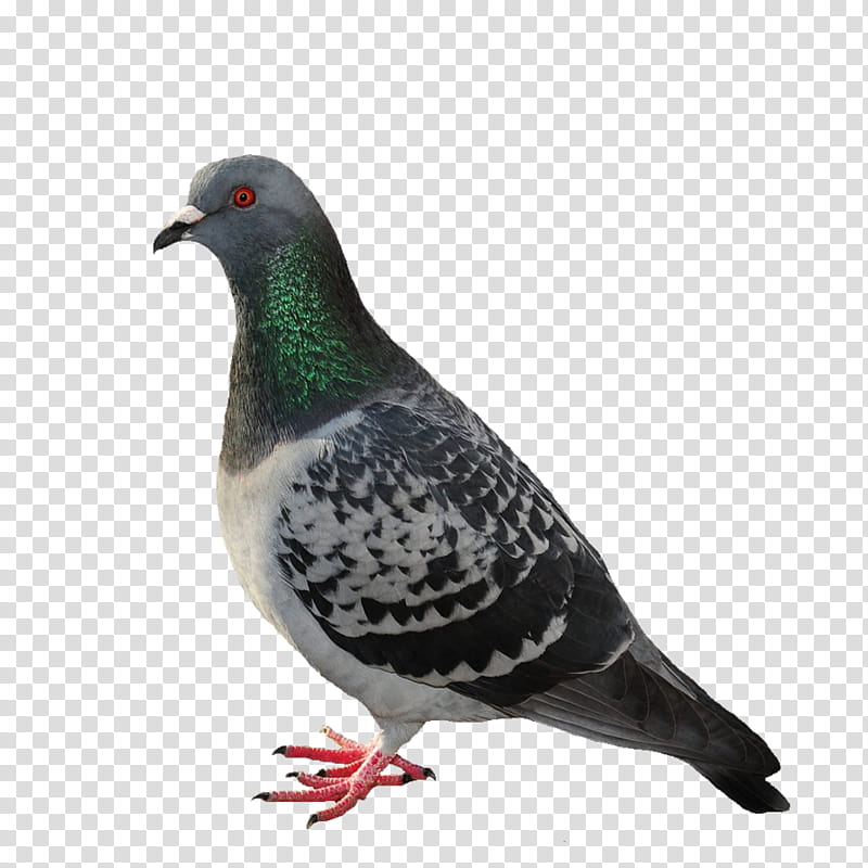 Dove Bird, Cockroach, Pest Control, Lawn, Dove, Feather, Cape Peninsula, Table View transparent background PNG clipart