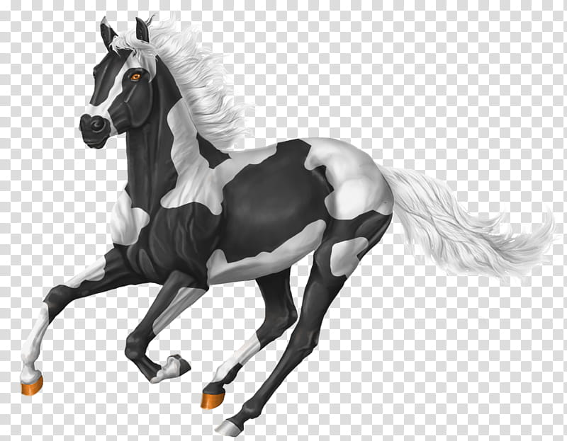 Unicorn Drawing, Star Stable, Morgan Horse, Breyer Animal Creations, Line Art, Horses In Art, Visual Arts, Mane transparent background PNG clipart