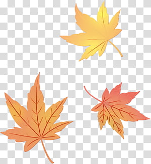 Maple leaf, Watercolor, Paint, Wet Ink, Tree, Plant, Woody Plant, Black Maple transparent background PNG clipart thumbnail