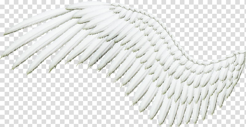 Feathered Wing White, bird wing illustration transparent background PNG clipart