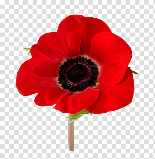 Anzac Day Poppy, Common Poppy, Remembrance Poppy, Armistice Day, In Flanders Fields, Flower, Red Poppy, Painting transparent background PNG clipart
