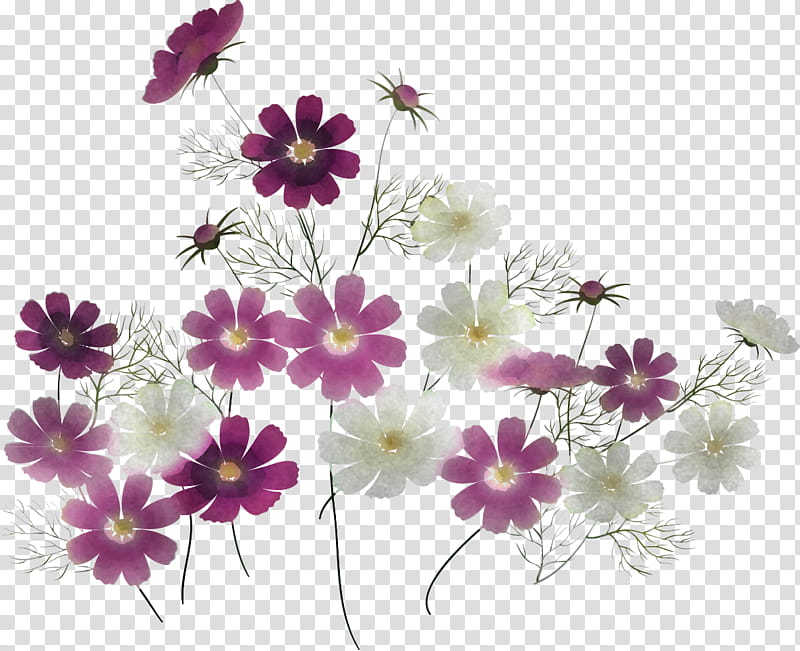 flower plant pericallis petal wildflower, Garden Cosmos, Daisy Family transparent background PNG clipart